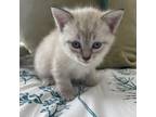 Adopt Cinnamon Swirl a Siamese