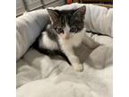 Adopt Pepper a American Shorthair