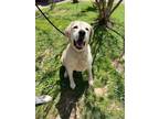 Adopt Jake a Labrador Retriever