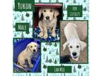 Adopt Yukon a Labrador Retriever