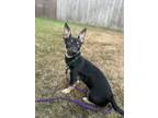 Adopt Alaric a Miniature Pinscher, Scottish Terrier