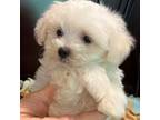 Maltese Puppy for sale in Southaven, MS, USA