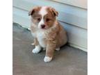 Miniature Australian Shepherd Puppy for sale in Mayslick, KY, USA