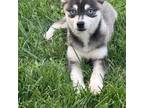 Alaskan Klee Kai Puppy for sale in Mayslick, KY, USA