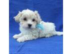 Maltipoo Puppy for sale in La Habra, CA, USA