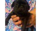 Pug Puppy for sale in New Smyrna Beach, FL, USA