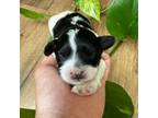 Cavapoo Puppy for sale in Heavener, OK, USA