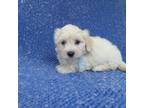 Shih-Poo Puppy for sale in Whittier, CA, USA