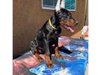 Doberman Pinscher Puppy for sale in Perris, CA, USA