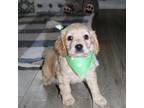 Golden Retriever Puppy for sale in Ashland, OH, USA