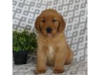 Golden Retriever Puppy for sale in Montezuma, GA, USA