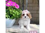 Cavapoo Puppy for sale in Corona, CA, USA