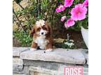 Cavapoo Puppy for sale in Corona, CA, USA