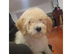 Goldendoodle Puppy for sale in La Puente, CA, USA