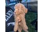 Goldendoodle Puppy for sale in El Monte, CA, USA