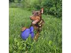 Adopt 7689 Basil - I'm a SSNAP Dog a Doberman Pinscher