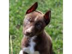 Adopt Apple Jack a Mixed Breed