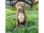 Adopt Steve a Pit Bull Terrier, Hound