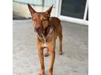 Adopt Kali a Australian Kelpie, Cattle Dog