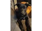 Adopt Pete a German Shepherd Dog, Mixed Breed