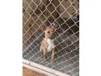 Adopt Wes a Pit Bull Terrier