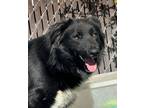 Adopt Bandit a Border Collie