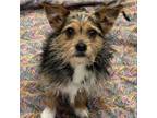 Adopt Toby a Yorkshire Terrier, Mixed Breed