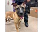 Adopt 808- 001 "Will Feral" a Belgian Shepherd / Malinois