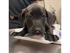 Adopt [phone removed] "Jasper" a Black Labrador Retriever