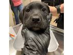 Adopt [phone removed] "Pongo" a Black Labrador Retriever