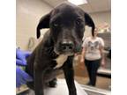 Adopt [phone removed] "Gomer Pyle" a Black Labrador Retriever