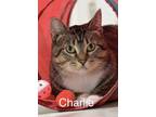 Adopt Charlie Brown a Domestic Short Hair