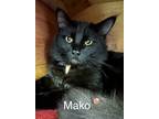 Adopt Mako a Domestic Medium Hair