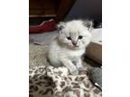 Adopt Casper a American Shorthair