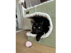 Adopt Crispy a Domestic Short Hair