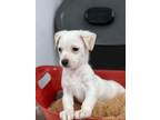 Adopt Snow Day a Mixed Breed