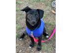 Adopt Billy Boo a Corgi, Retriever