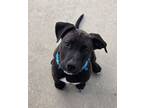 Adopt Moose a Catahoula Leopard Dog, Labrador Retriever