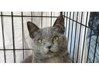 Adopt Blue Kitten a Domestic Short Hair