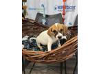 Adopt Fettuccine a Mixed Breed