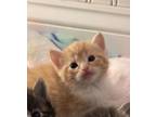 Adopt JJ (Mama Ellie Litter) a Domestic Short Hair