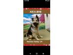 Adopt Floppy Valentino (Vindys a German Shepherd Dog