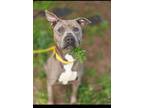 Adopt Spud Jayden a Pit Bull Terrier