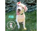 Adopt Penn a American Bully