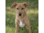 Adopt Ohio a Yellow Labrador Retriever, Mixed Breed