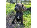 Adopt Aang a Beagle, Mixed Breed