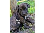 Adopt Ozai a Beagle, Mixed Breed