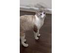 Adopt King Julien XIII a Siamese, Domestic Short Hair