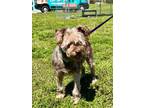 Adopt Gunny a Schnauzer, Poodle