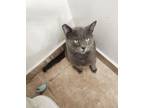 Adopt Dodger a Russian Blue